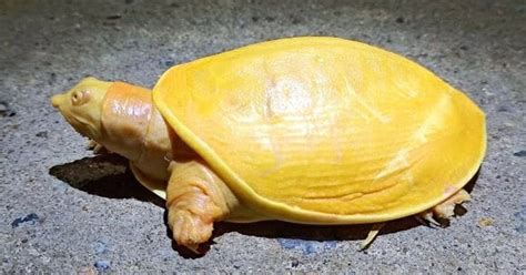 金色烏龜
